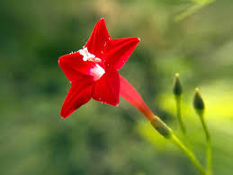 Flowers Names With Pictures In English Flower Images