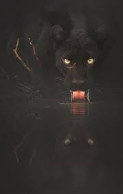 Mystique the black panther, scary!? Black Panther X Post R Natureisfuckinglit Iphone X Wallpapers Iphone X Wallpapers Hd
