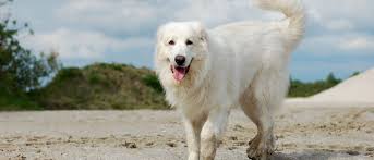 Great pyrenees information, how big do they get, how long do they live, do they shed, are they hypoallergenic, pictures and videos. Great Pyrenees All About Dogs Orvis