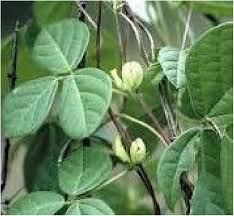 Image result for Macrotyloma africanum