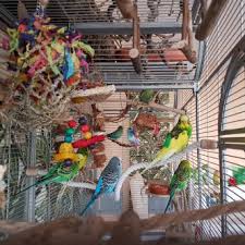 Papagei badewanne mit spiegel, vogelspiegel badewanne, vogelkäfig badewanne zubehör, wellensittich holzspiegel sitzstange mit handpumpe für papagei wellensittich nymphensittich. Pin Auf Wellensittich Voliere