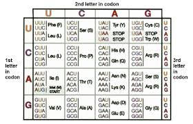 59 perspicuous dna to rna codon chart