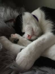 Black And White Cat With Pink Nose Luna A Sleepy Black And White Kitty With A Cute Pink Nose Cute Cats Photos Funny Cat Images Cat Breeds