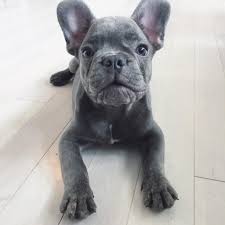 It's free to post an ad. Blue Fawn French Bulldog Puppies Askfrenchie Com