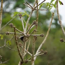 Image result for Cussonia zimmermannii