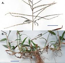 Image result for Digitaria abyssinica