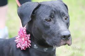 Pin By Roan Azure On Adoptable Dogs Dog Adoption Labrador Retriever Dog Black Labrador Retriever