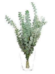 Easy to grow and maintain, with or without a green thumb. Eukalyptus Baby Blue Silber Grun Bestellen Blumigo