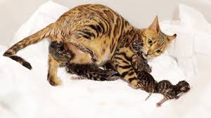 ··· formosa royale bengals presents: Bengal Cat Giving Birth To 5 Kittens Beautiful Emotional Youtube