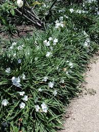 Image result for Ruellia