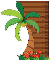 Height Measurement Chart With Coconut Tree Download Free
