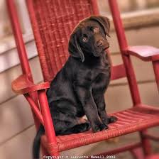 I Brown Chocolate Labs Ik Van Bruine Chocolade Labradors Labradorretriever Bebes Animaux Labrador Chocolat Chien Labrador