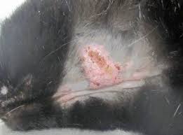 Authoritative facts from dermnet new zealand. Applied Dermatology The Cutaneous Viral Dermatoses In Dogs And Cats Vetfolio