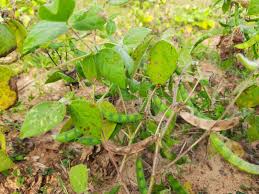 Image result for Macrotyloma