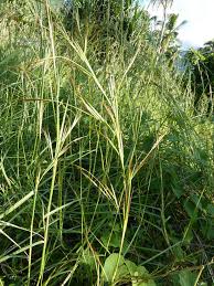 Image result for Hyparrhenia rufa