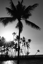 Find the perfect palm tree leaf black & white image. Black And White Palm Tree Photograph By Pamela Walton
