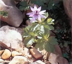 Image result for Ruellia patula
