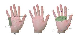 According to world wide words , pinkie was used by scots to refer to something small, as explained in an etymological. Palm Creases And Fingers 11 A Meandering Green Show Folds Rest Download Scientific Diagram