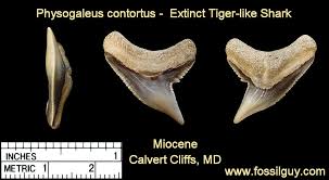 Fossil Shark Tooth Identification For Calvert Cliffs Of