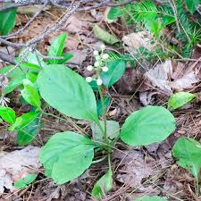 Image result for Rinorea elliptica