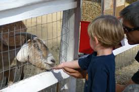 Play, feed or take a selfie with ostriches, llamas, kangaroos, ponies, deers, camels and many many more! 5 Reasons That Petting Zoos Are Being Cancelled Across The Country