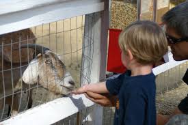 Baby farm animals, miller's petting zoo. 5 Reasons That Petting Zoos Are Being Cancelled Across The Country