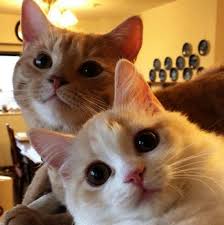 Because many kittens here try to live under difficult conditions on the streets. Hairless Cat For Adoption Near Me Either Kittens For Free Durban Cute Animals Of Australia Pretty Cats Cute Cats Baby Cats