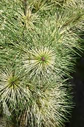 Image result for Hunteria densiflora