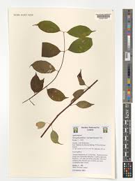 Image result for Strophanthus sarmentosus