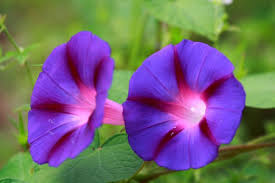 Image result for Hippocratea graciliflora