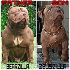 Red Lion Kingdom On Instagram Bearzilla Known As The Legendary Monster Master Bearzilla Is The Father Of My First P Lion Kingdom Legendary Monsters Pup