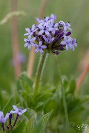 Image result for Pentanisia