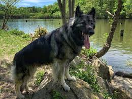 Find local german shepherd dog puppies for sale and dogs for adoption near you. Everything You Need To Know About The Majestic Shiloh Shepherd K9 Web