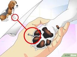 This mexican cactus uses tiny spines that resemble ostrich feathers to diffuse. How To Treat Dog Splinters 12 Steps With Pictures Wikihow