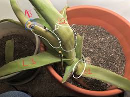 This usually stems the rot and helps grow new roots. Aloe Vera Rescue Post Transplant Trying To Diagnose New Browning And Lack Of Water After Root Rot Sunburn And Leave Rot Album On Imgur