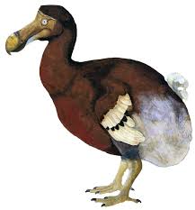 About dodo our it transparency franchising goals 2019 all key posts. How To Bring Back The Dodo The Dodo Is A Large Bird That Lived On By Joey Vkoningsbruggen Medium