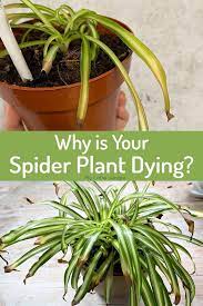 Pin On Container Gardening Window Gardens Potted Plants