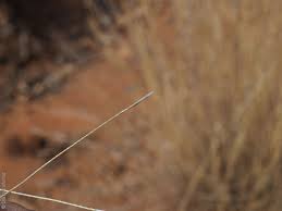 Image result for Aristida stipoides