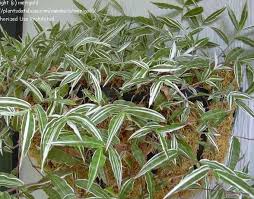 Image result for Oplismenus hirtellus