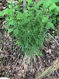 Image result for Cenchrus polystachios