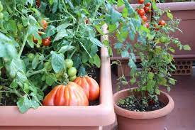 Check spelling or type a new query. How To Grow Vegetables In Containers