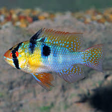 Check spelling or type a new query. Amazing German Blue Ram Cichlid Goodjoseph Live Fish Store