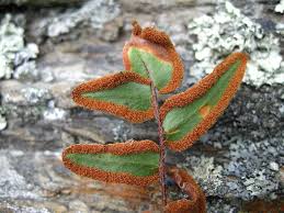 Image result for Pellaea dura