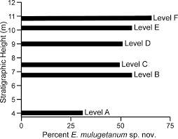 Image result for Englerodendron mengei