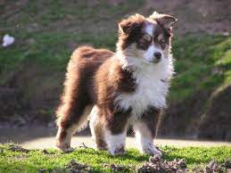 Miniature Australian Shepherd Dog Facts Mini Australian Shepherds Miniature Australian Shepherd