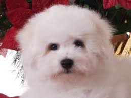 Bichon frise puppies for sale in north carolina, usa, page 1 (10 per page) puppyfinder.com is your source for finding an ideal bichon frise puppy for sale in north carolina, usa area. Bichon Frise Puppies In Michigan