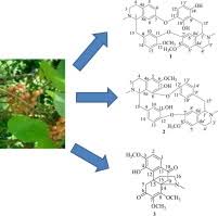 Image result for Stephania abyssinica