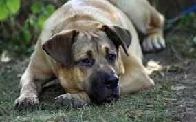 Veja mais ideias sobre comida brasileira, fila, cães. Hundegesetz In Nordrhein Westfalen Deinetierwelt Magazin