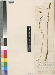 Image result for Orthochilus ruwenzoriensis