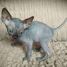 Sphynx Kittens For Sale Craigslist Sphynx Kittens For Sale Colorado In 2021 Kitten Adoption Cute Hairless Cat Funny Cute Cats